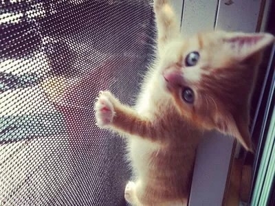 Lampu abu-abu Pet Mesh Screen Polyester Mesh Screen Roll tahan UV hingga 5 tahun